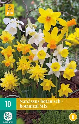 Cibule narcisu Narcissus Botanical MIX - 10 kusů