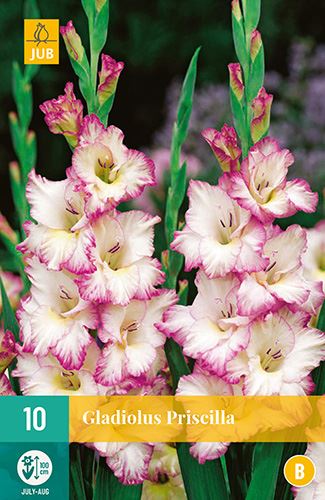 Cibule mečíku Gladiolus large flowering PRISCILLA 10 kusů