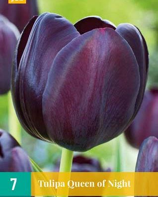 Cibule tulipánu Tulipa Queen of Night - 7 kusů