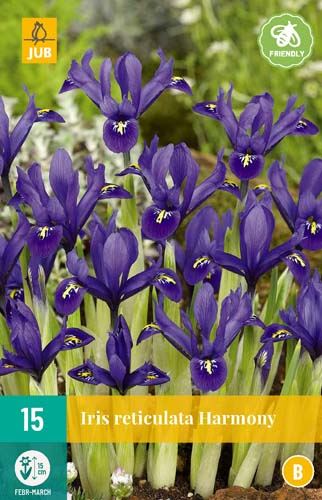 Cibule kosatce Iris Harmony - 15 kusů