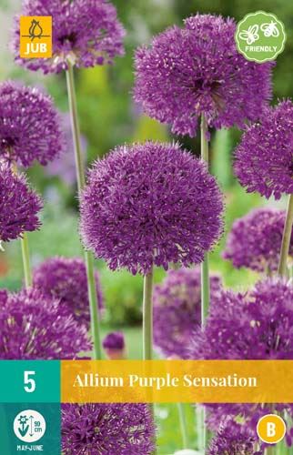 Cibule česneku Allium purple sensation - 5 kusů