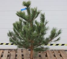 Borovice černá  (Pinus nigra) 100 - 150 cm