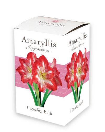 Cibule Amaryllis Red/White