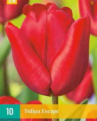 Cibule tulipánu Tulipa Escape - 10 kusů