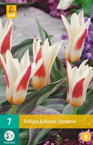 Cibule tulipánu Tulipa Johann Strauss - 7 kusů