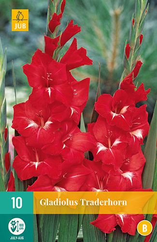 Cibule mečíku Gladiolus large flowering TRADERHORN 10 kusů