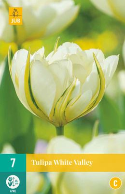 Cibule tulipánu Tulipa 'White Valley' - 7 kusů