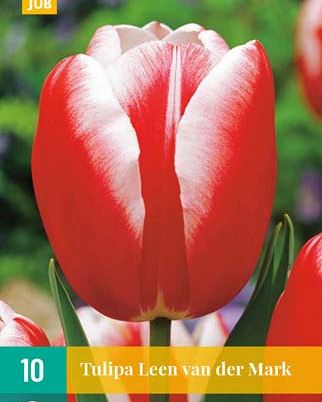 Cibule tulipánu Tulipa  Leen Van Der Mark - 10 kusů
