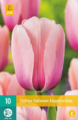 Cibule tulipánu Tulipa 'Salmon Impression' - 10 kusů