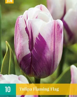 Cibule tulipánu Tulipa 'Flaming Flag' - 10 kusů
