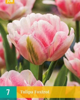 Cibule tulipánu  Tulipa Foxtrot - 7 kusů