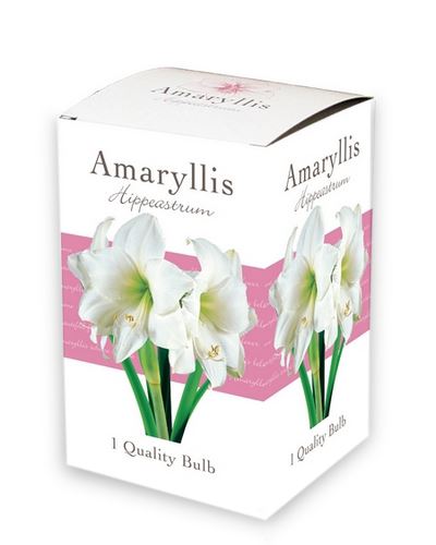 Cibule  Amaryllis White