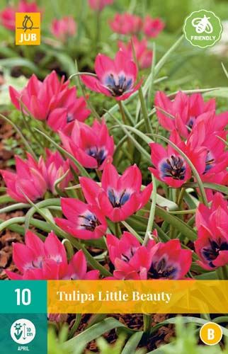 Cibule tulipánu Tulipa Little Beauty - 10 kusů