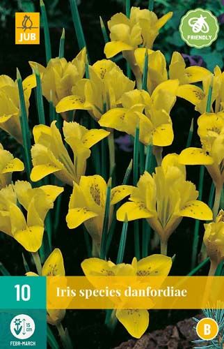 Cibule kosatce Iris danfordiae - 10 kusů