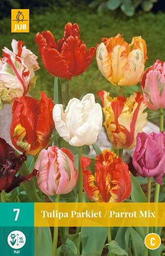 Cibule tulipánu Tulipa Parrot Mix - 7 kusů