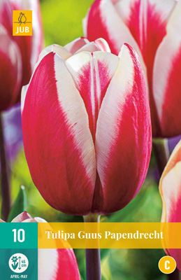 Cibule tulipánu Tulipa 'Guus Papendrecht' - 10 kusů