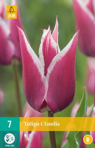 Cibule tulipánu Tulipa 'Claudia' - 7 kusů
