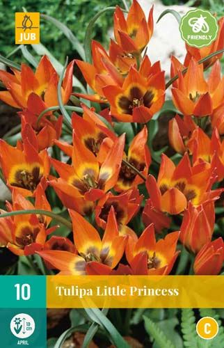 Cibule tulipánu Tulipa  'Little Princess' - 10 kusů