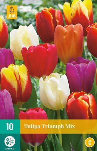 Cibule tulipánu Tulipa Triumph Mix - 10 kusů