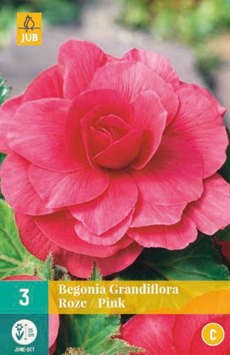 Hlízy begónie Begonia GRANDIFLORA ROZE / PINK 3 kusy