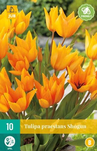 Cibule tulipánu Tulipa  PRAESTANS SHOGUN - 10 kusů