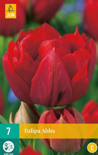 Cibule tulipánu Tulipa ABBA - 7 kusů