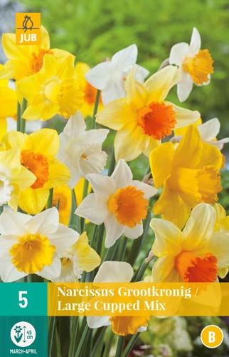 Cibule narcisu Narcissus 'Large Cupped Mix' - 5 kusů