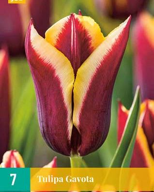Cibule tulipánu Tulipa Gavota - 7 kusů