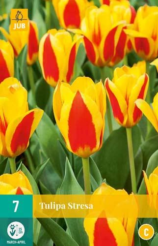 Cibule tulipánu Tulipa 'Stresa' - 7 kusů