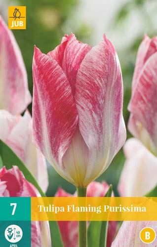 Cibule tulipánu Tulipa 'Flaming Purissima' - 7 kusů