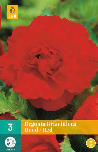 Hlízy begónie Begonia GRANDIFLORA ROOD / RED 3 kusy