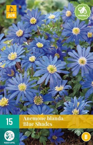 Cibule sasanky Anemone Blanda Blue Shades - 15kusů