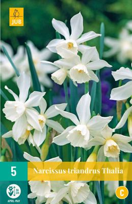 Cibule narcisu  Narcissus triandrus 'Thalia' - 5 kusů