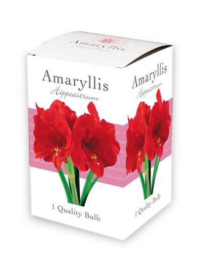 Cibule Amaryllis Red