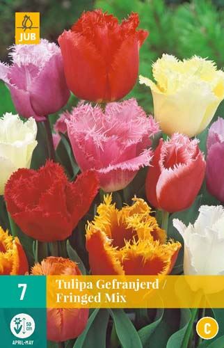 Cibule tulipánu Tulipa Fringed Mix - 7 kusů