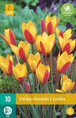 Cibule tulipánu Tulipa clusiana 'Cynthia' - 10 kusů