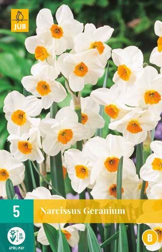 Cibule narcisu Narcissus geranium - 5 kusů