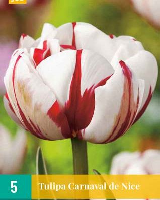 Cibule tulipánu Tulipa 'Carnaval de Nice' - 5 kusů