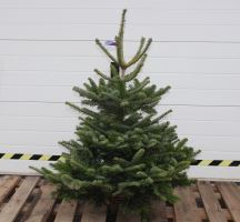 Jedle kavkazská  (Abies nordmanniana) STANDARD 125 - 150 cm