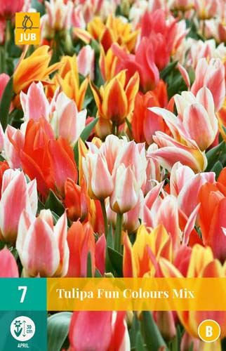 Cibule tulipánu Tulipa Fun Colors - 7 kusů