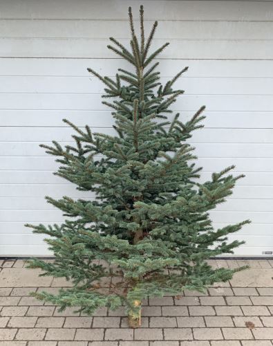 Smrk pichlavý (Picea pungens) 150 - 200 cm