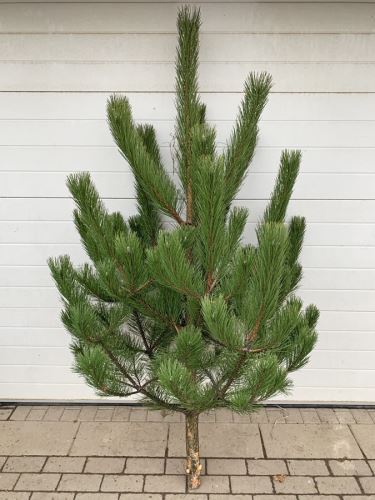 Borovice černá  (Pinus nigra) 130 - 200 cm