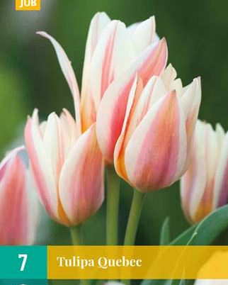Cibule tulipánu Tulipa 'Quebec' - 7 kusů