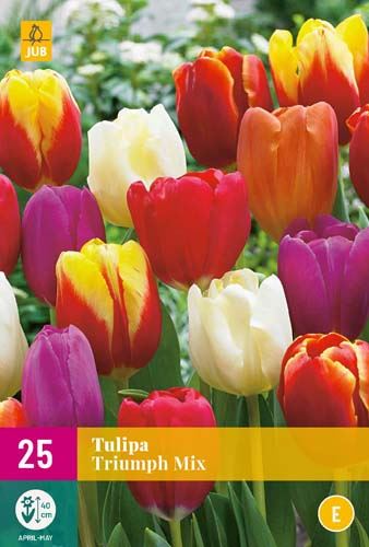 Cibule tulipánu Tulipa triumph 'Mix' - 25 kusů