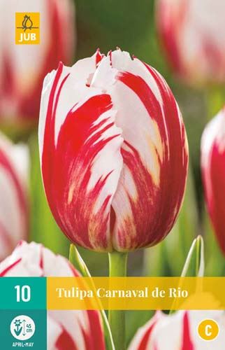 Cibule tulipánu Tulipa 'Carnaval de Rio' - 10 kusů