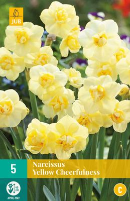Cibule narcisu  Narcissus 'Yellow Cheerfulness' - 5 kusů