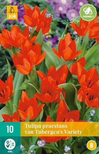 Cibule tulipánu Tulipa praestans 'Van Tubergen's Variety' - 10 kusů
