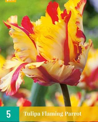Cibule tulipánu Tulipa Flaming Parrot - 5 kusů