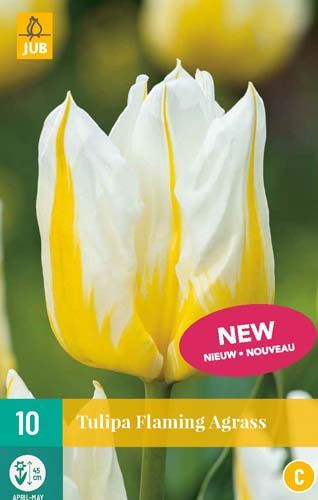 Cibule tulipánu Tulipa Flaming Agrass - 10 kusů