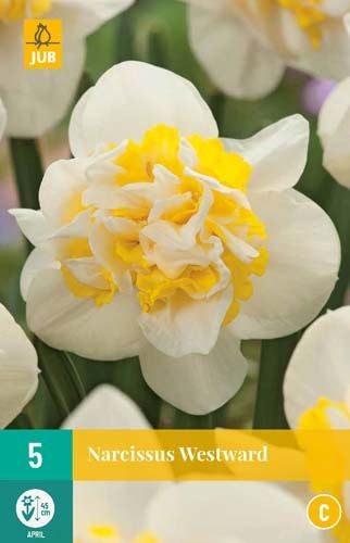 Cibule narcisu  Narcissus 'Westward' - 5 kusů